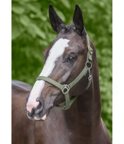 Licol en nylon à prix cassé