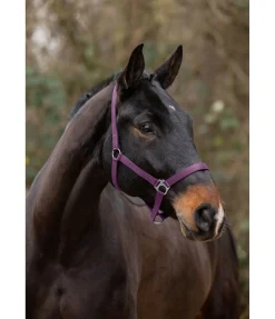 Licol en nylon à prix cassé