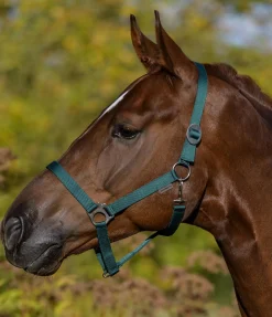 Licol en nylon à prix cassé