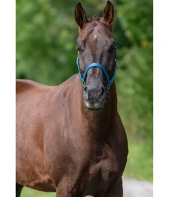 Licol en nylon à prix cassé