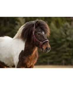 Licol en polaire Teddy Norway Spirit