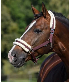Licol en polaire Teddy à prix cassé III