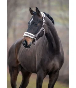 Licol en polaire Teddy à prix cassé III