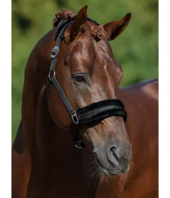 Licol en polaire Teddy à prix cassé III