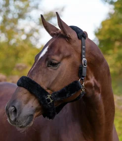 Licol en polaire Teddy Protection