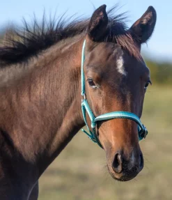 Licol poulain Darling