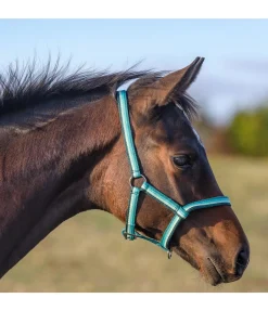 Licol poulain Darling