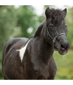 Licol poulain en cuir Classic