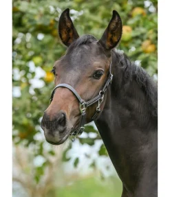 Licol poulain en cuir Classic