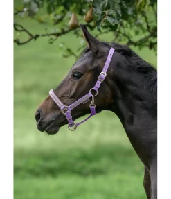 Licol poulain et shetland Blaire