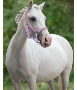 Licol poulain et shetland Twinkle