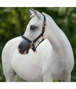 Licol poulain et shetland Future Star