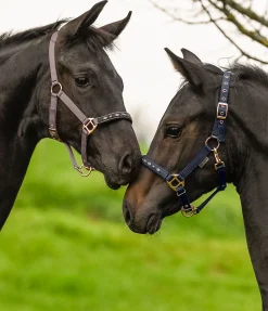 Licol poulain et shetland Future Star