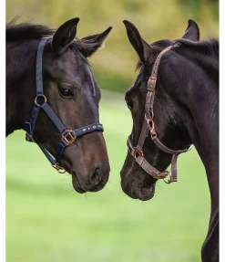 Licol poulain et shetland Future Star