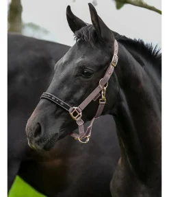 Licol poulain et shetland Future Star