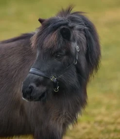 Licol poulain et shetland en cuir Siri