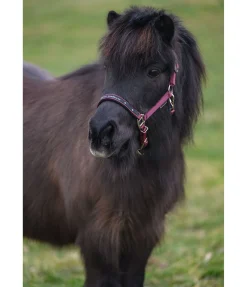 Licol poulain et shetland Future Star