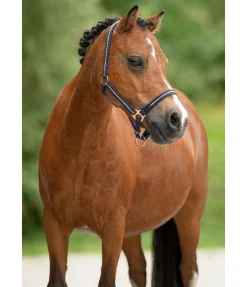 Licol poulain et shetland Shimmering