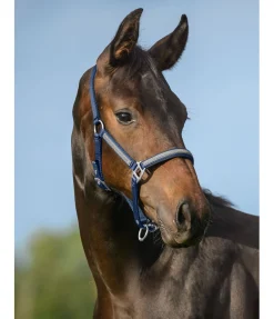 Licol poulain et shetland Blaire