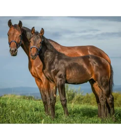 Licol poulain et shetland Blaire