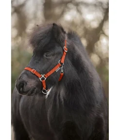 Licol poulain et shetland Grow With You