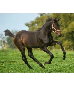 Licol poulain et shetland Shimmering