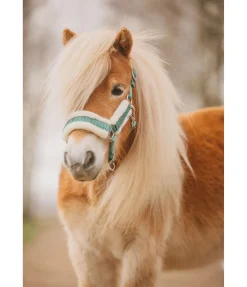 Licol pour poulain et shetland Shine