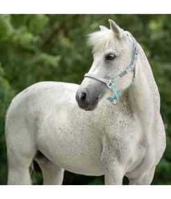 Licol réfléchissant Shiny