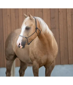 Licol sans noeuds Bonny