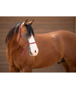 Licol éthologique Bo