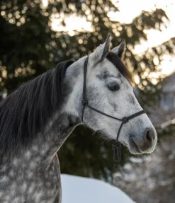 Licol éthologique Bo