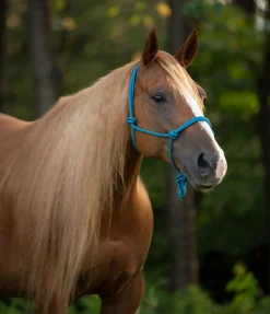 Licol éthologique Bo