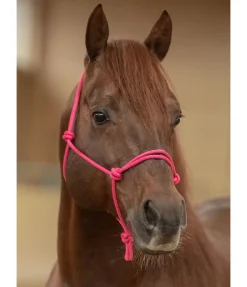 Licol éthologique Bo