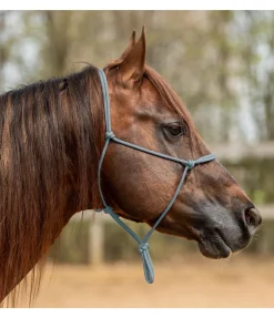 Licol éthologique Bo