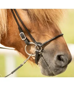 Mors simple brisure pour islandais