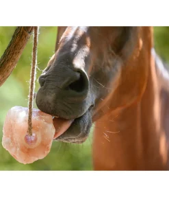 Pierre à lécher de l'Himalaya