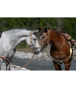 Rênes fermées en coton Trail Riding